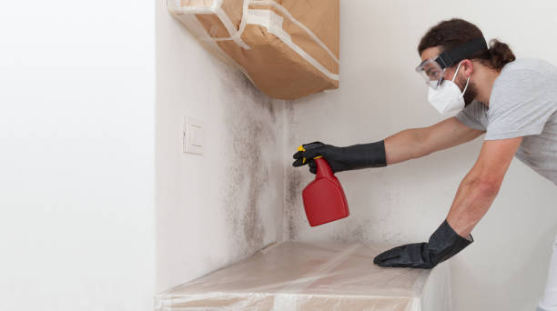 Professional Attic Mold Remediation technician working in Three Oaks, FL